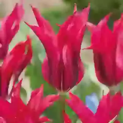 Doll's Minuet